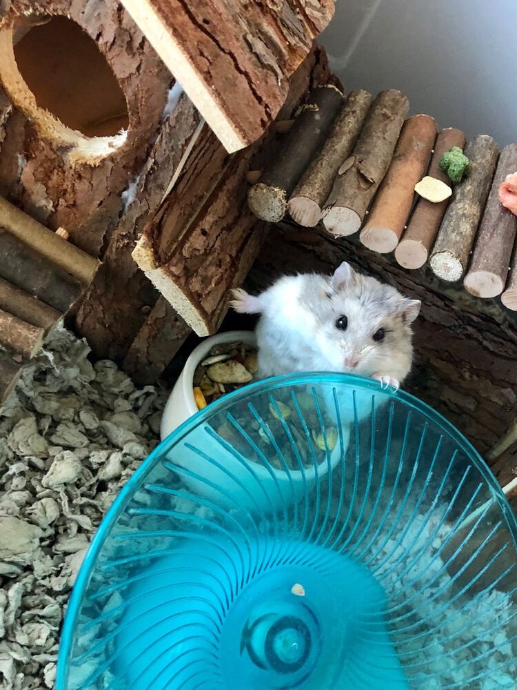 Peach is standing on her bowl of food, with one of her paws resting on her hamster wheel. Behind her is her tiny house made of tiny logs.